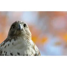 Nikon D800E body фотоаппарат
