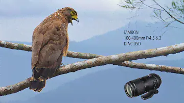 Philippine Serpent Eagle - Tamron 100-400mm