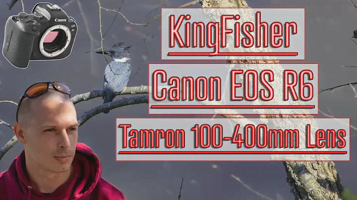 Wildlife Photography | Canon EOS R6 | Tamron 100-400mm Lens | Photographing the Kingfisher