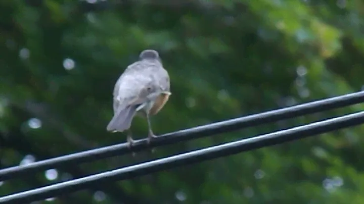 Nikon Coolpix L810 Video Zoom Test