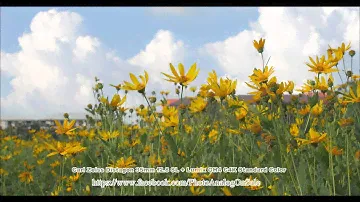 Carl Zeiss Distagon 35mm f2.8 SL  Video On Lumix GH4 C4K