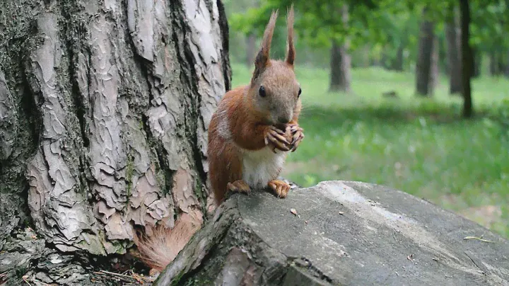 🐿️ Пример видео объектива Nikkor 18.5mm, f/1.8 для 📷 Nikon1 J1