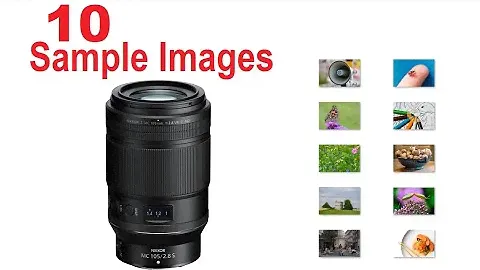 Nikon Z MC 105mm F2.8 Sample Images [Photo Gallery] Telephoto Lens for Close-Ups & Macro Photography