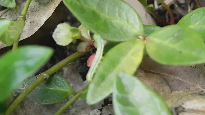 Nikon P100 Video Test