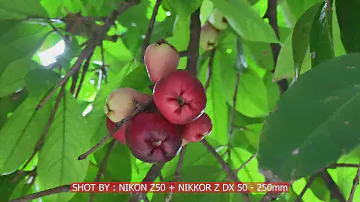 INCREDIBLE Photo and Video shot by NIKKOR Z DX 50-250mm Indonesia